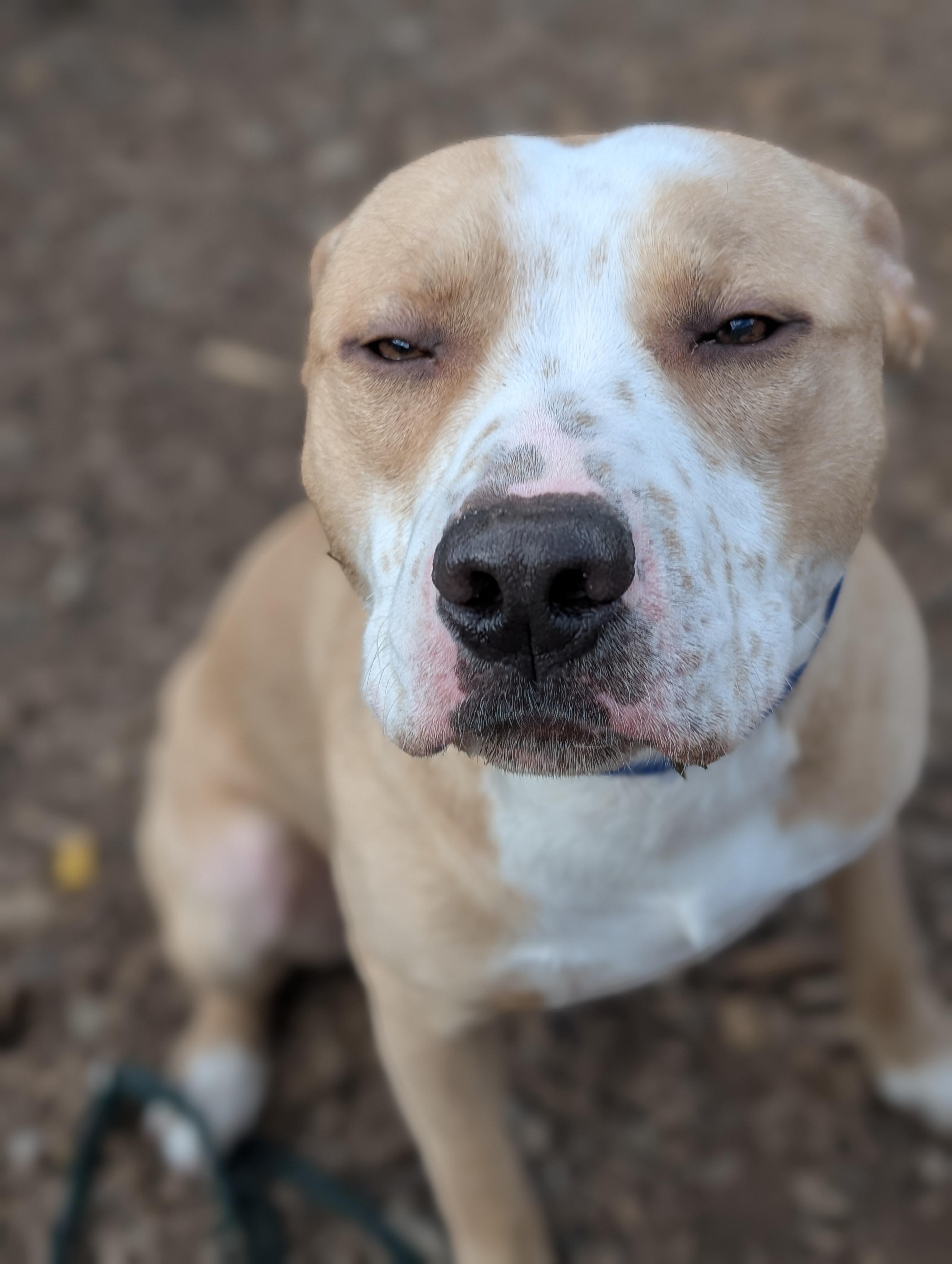 Enlarge Gage, a ADOPTABLE mixed breed in Crested Butte , CO image 1/1