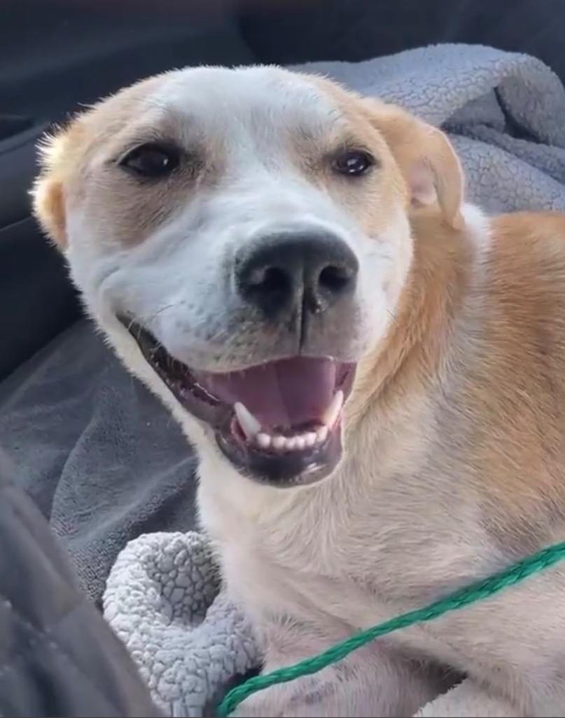 Cordelia, Adoptable, Young Female Labrador Retriever.