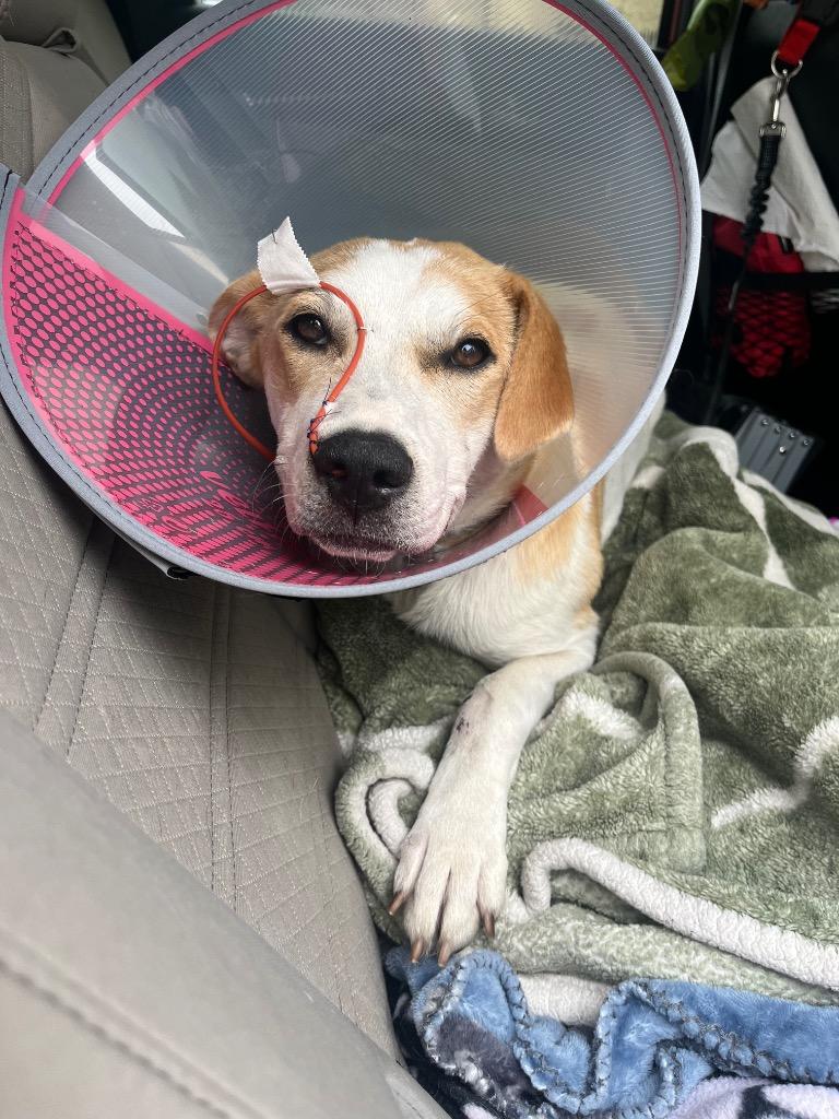 Cordelia, a Adoptable mixed breed in Tulsa, OK image 2/6