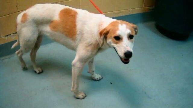 Cordelia, a Adoptable mixed breed in Tulsa, OK image 4/6