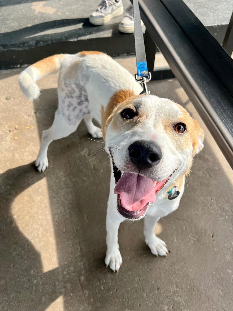 Cordelia, a Adoptable mixed breed in Tulsa, OK image 5/6