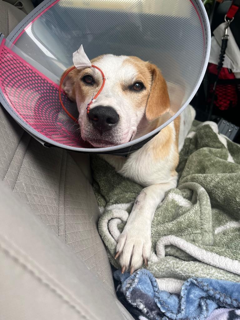 Cordelia, a Adoptable mixed breed in Tulsa, OK image 6/6
