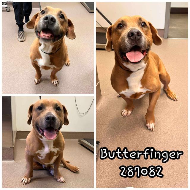 BUTTERFINGER, Adoptable, Adult Male Mixed Breed.