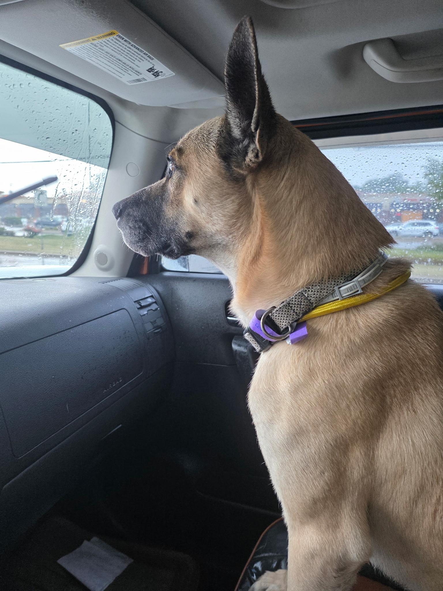 Stetson, Adoptable, Adult Male German Shepherd Dog.