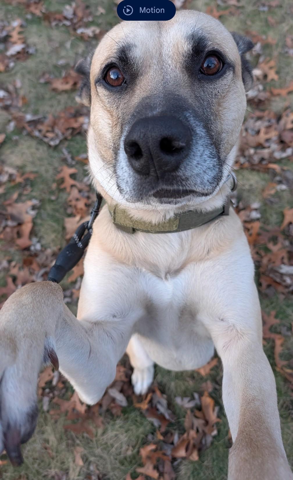 Enlarge Stetson, a Adoptable mixed breed in merrillville, IN image 4/6