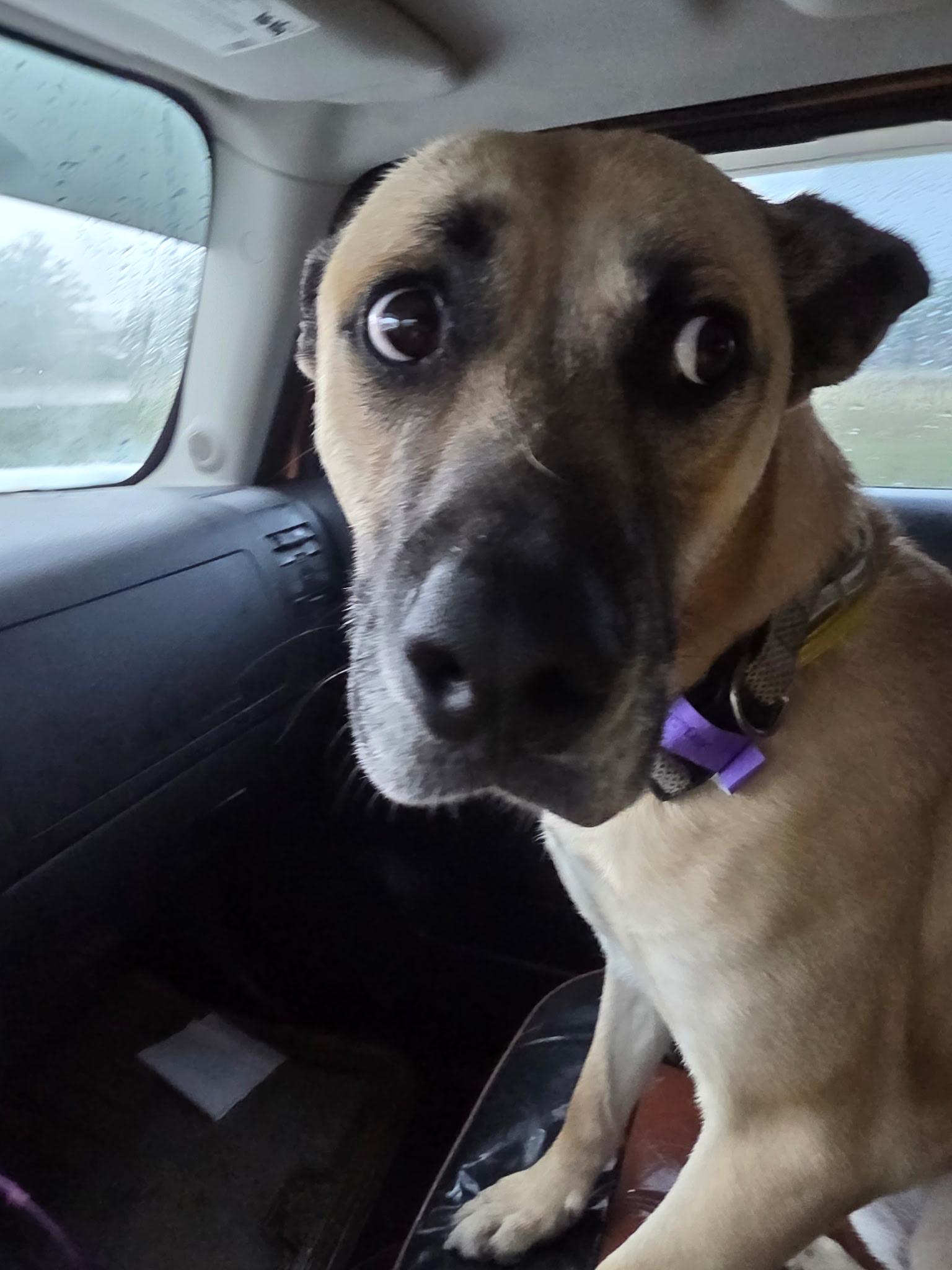 Enlarge Stetson, a Adoptable mixed breed in merrillville, IN image 5/6