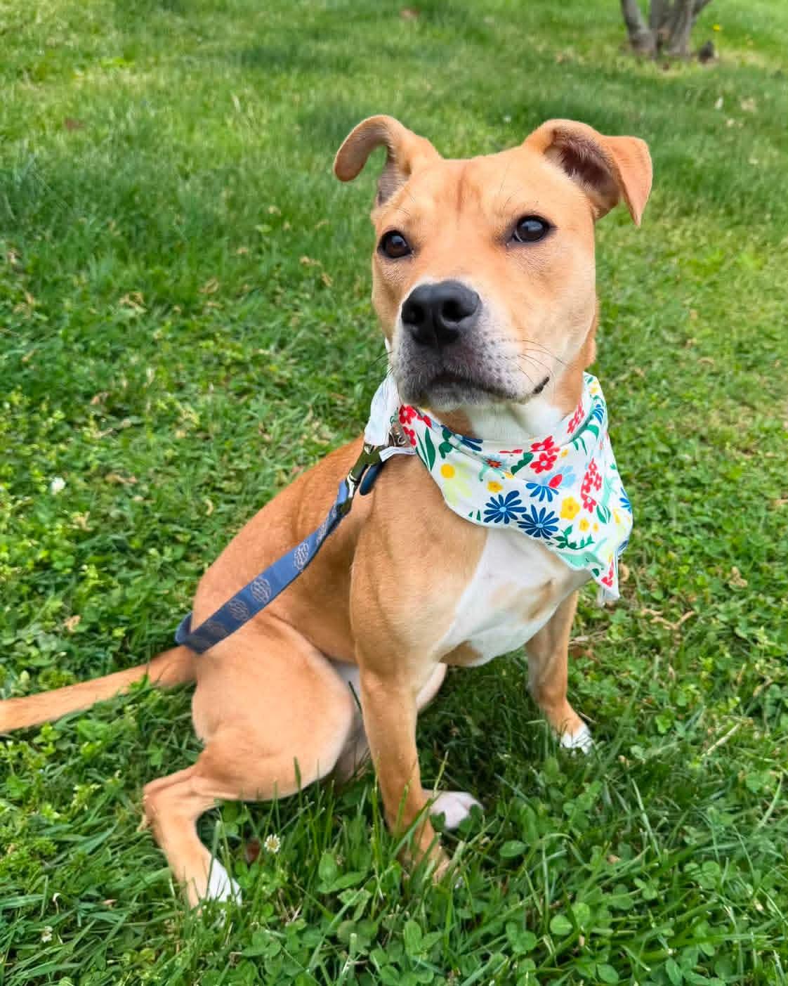 Hazelnut, ADOPTABLE, Young Female Terrier.