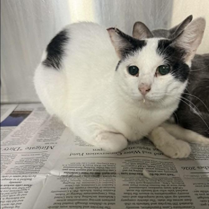 Enlarge Tek, a Adoptable Domestic Short Hair in Pauls Valley, OK image 1/1