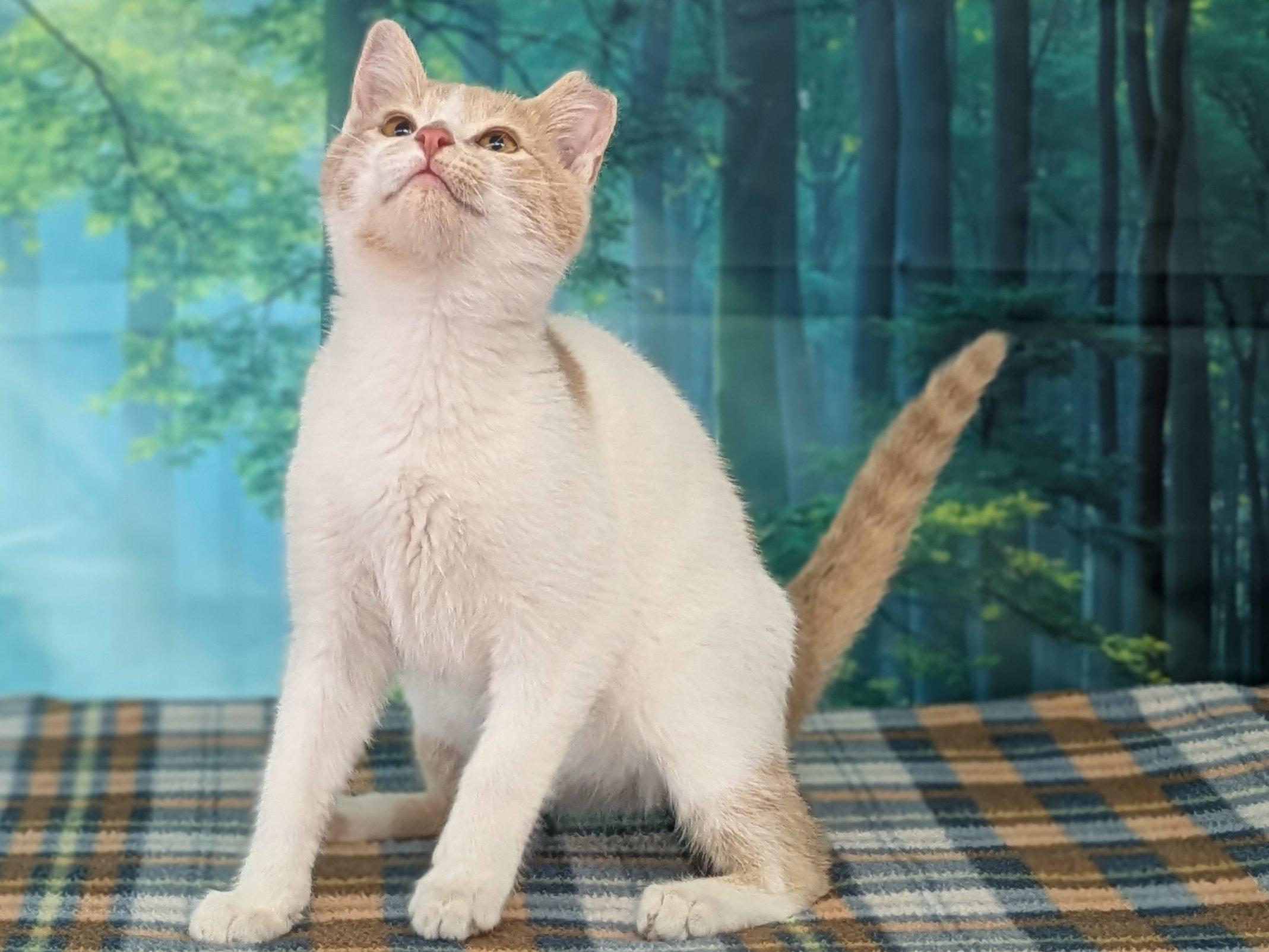 Eggnog, Adoptable, Kitten Male Domestic Short Hair & Tabby.