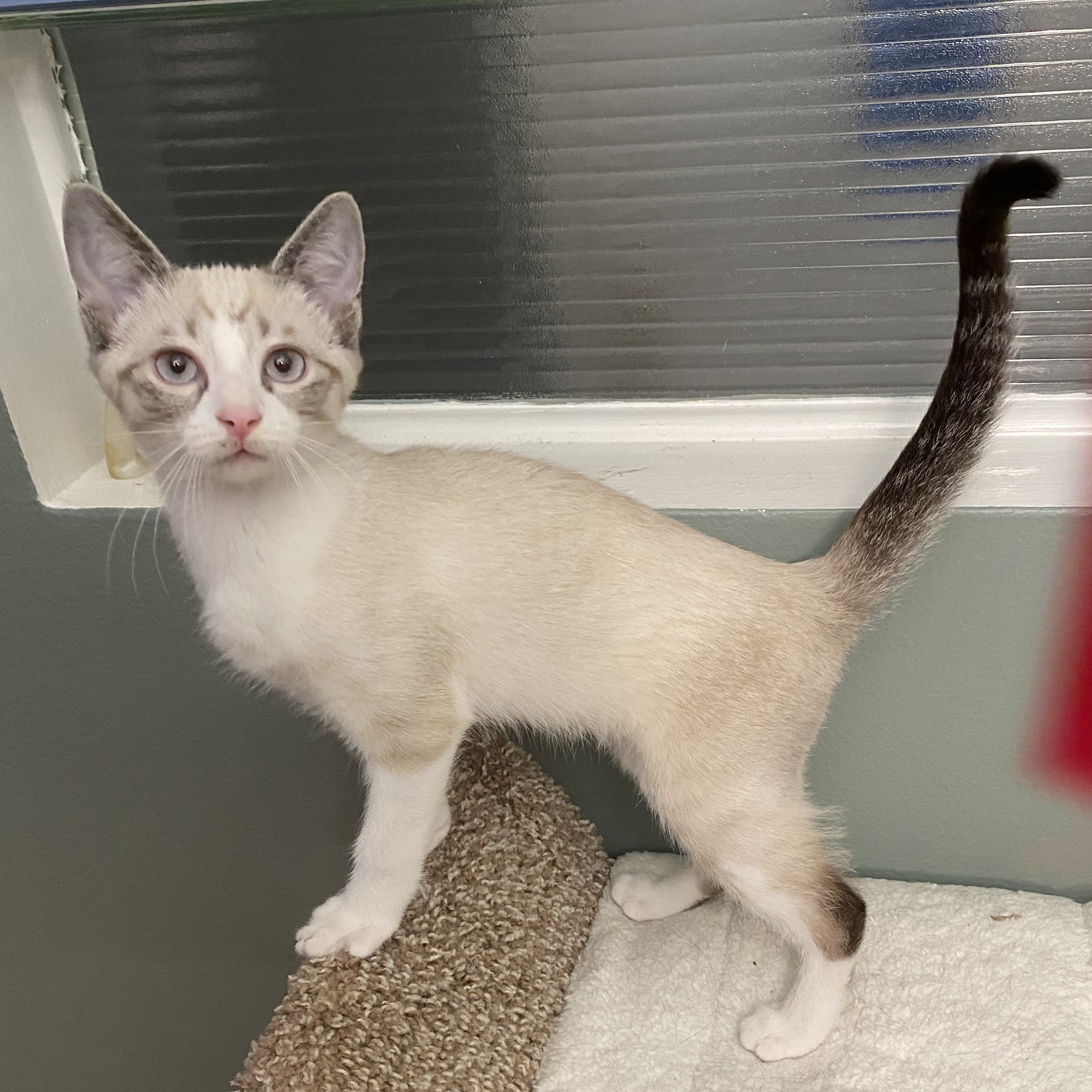 Cat for adoption Cinnamoroll, a Snowshoe & Domestic Short Hair Mix in Livonia, MI Petfinder