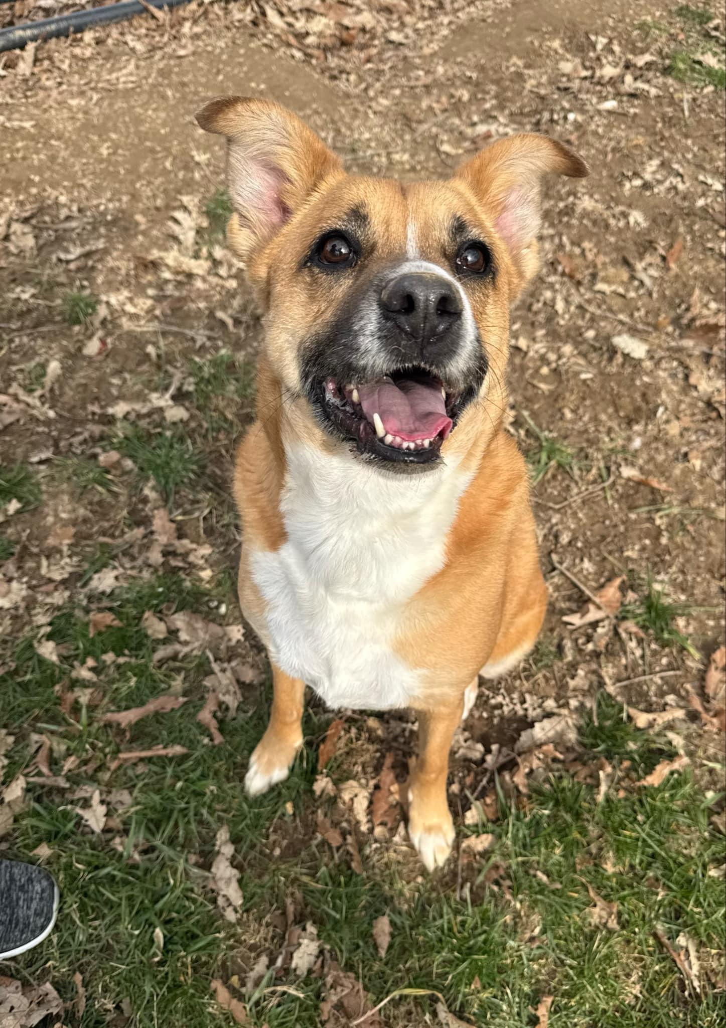 Enlarge Summer, a Adoptable mixed breed in Shelbyville, KY image 1/5