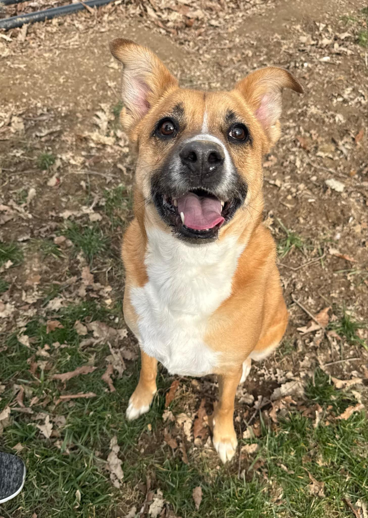 Enlarge Summer, a Adoptable mixed breed in Shelbyville, KY image 2/5