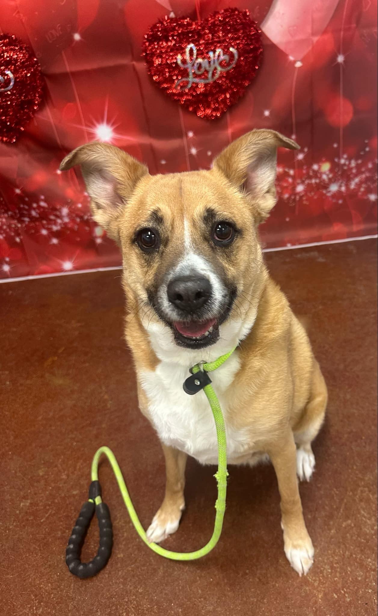 Enlarge Summer, a Adoptable mixed breed in Shelbyville, KY image 3/5