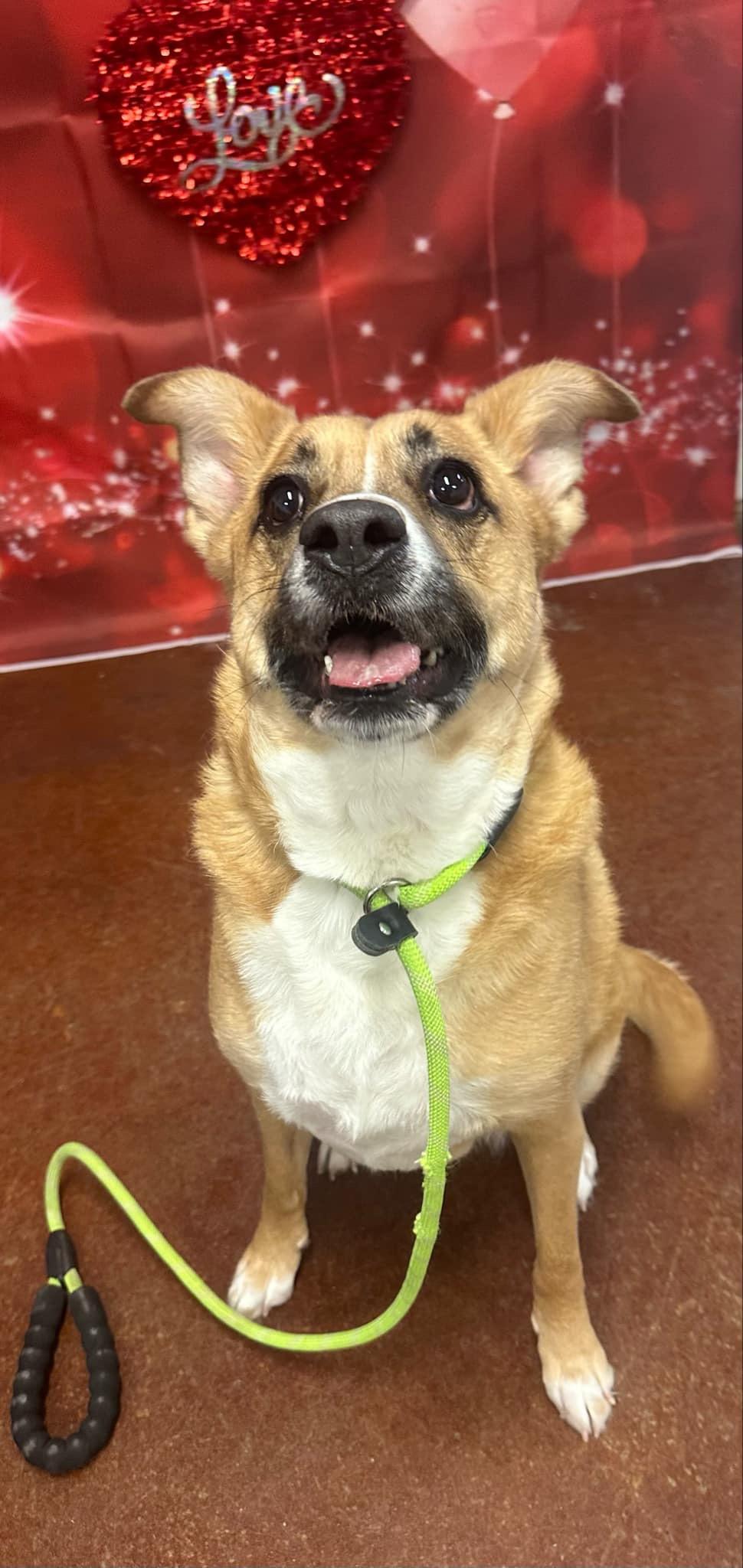 Enlarge Summer, a Adoptable mixed breed in Shelbyville, KY image 5/5