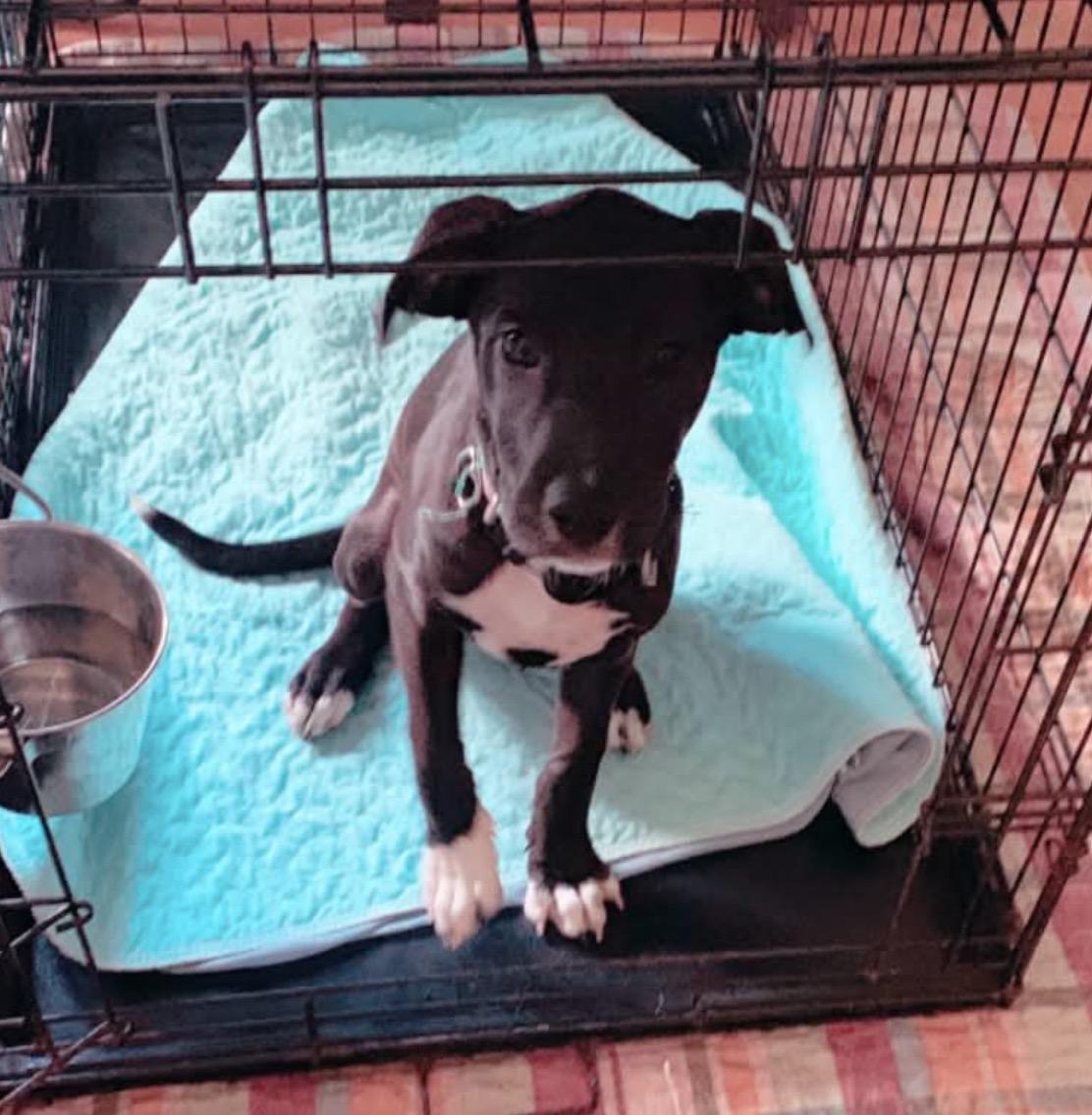 Sassy & Squirt, a ADOPTABLE mixed breed in Kutztown, PA image 2/4