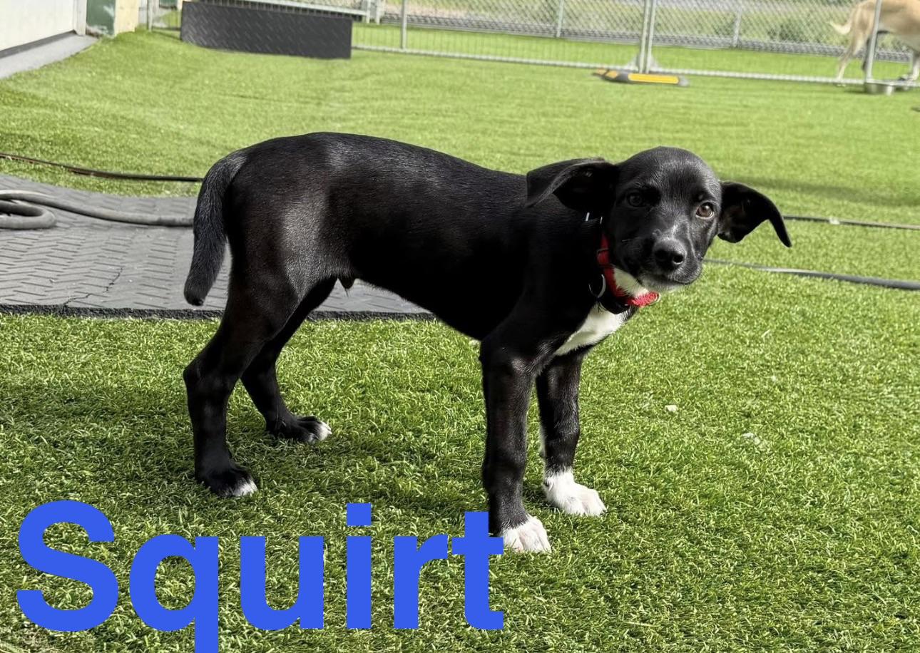 Sassy & Squirt, a ADOPTABLE mixed breed in Kutztown, PA image 3/4