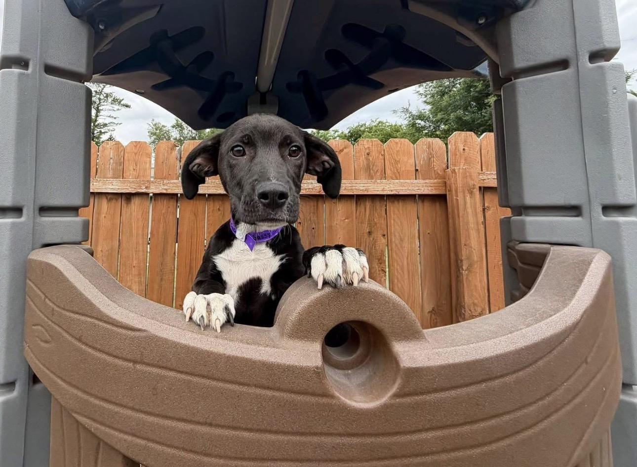 Sassy, an adopted mixed breed in Kutztown, PA image 2/3