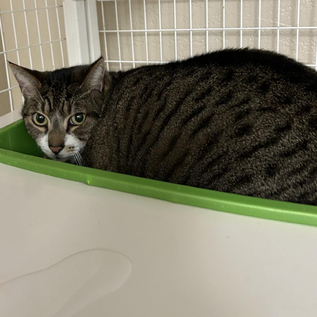 Maya, Adoptable, Senior Female Domestic Short Hair.