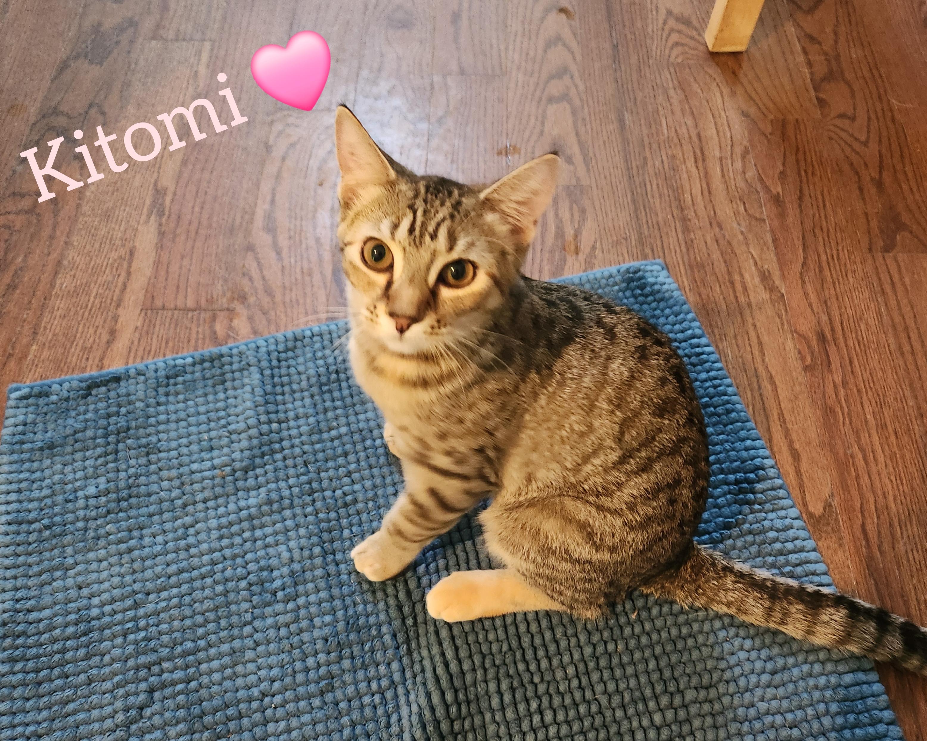 Enlarge Kitomi (Japanese Litter), a Adoptable mixed breed in Baltimore, MD image 1/3