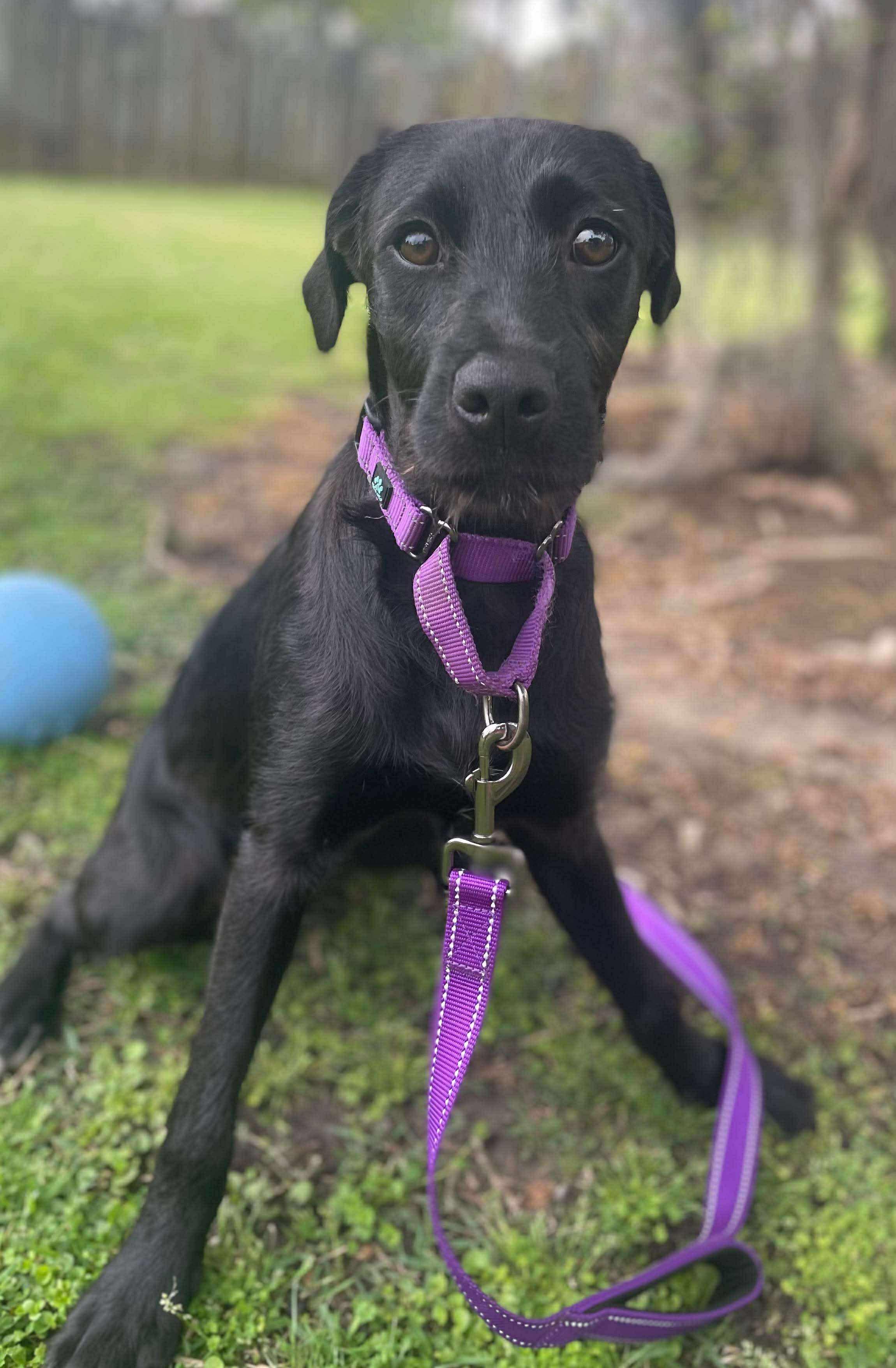 Zya, an adoptable Black Labrador Retriever, Schnoodle in Ocean Springs, MS, 39564 | Photo Image 3