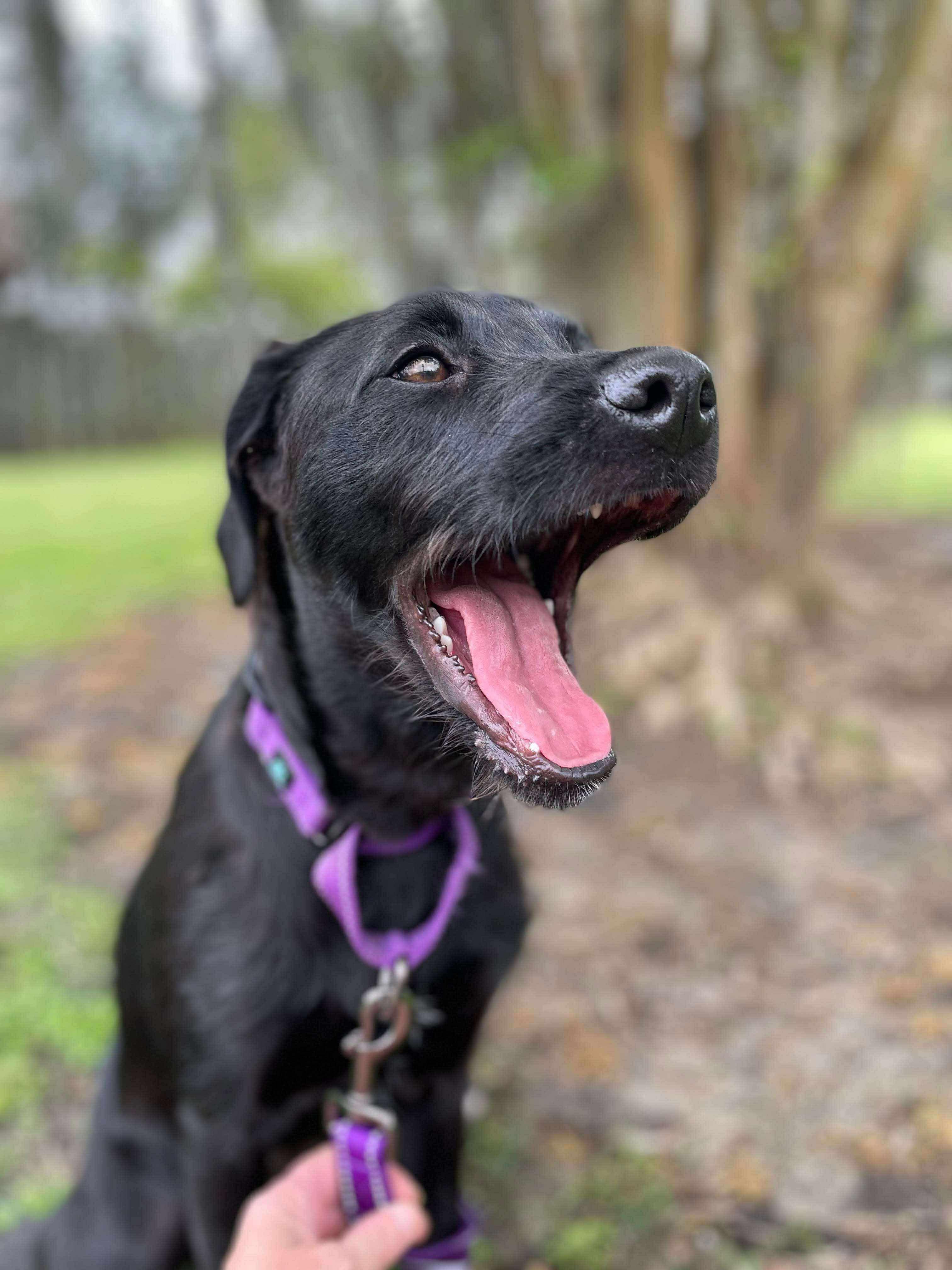 Zya, an adoptable Black Labrador Retriever, Schnoodle in Ocean Springs, MS, 39564 | Photo Image 2