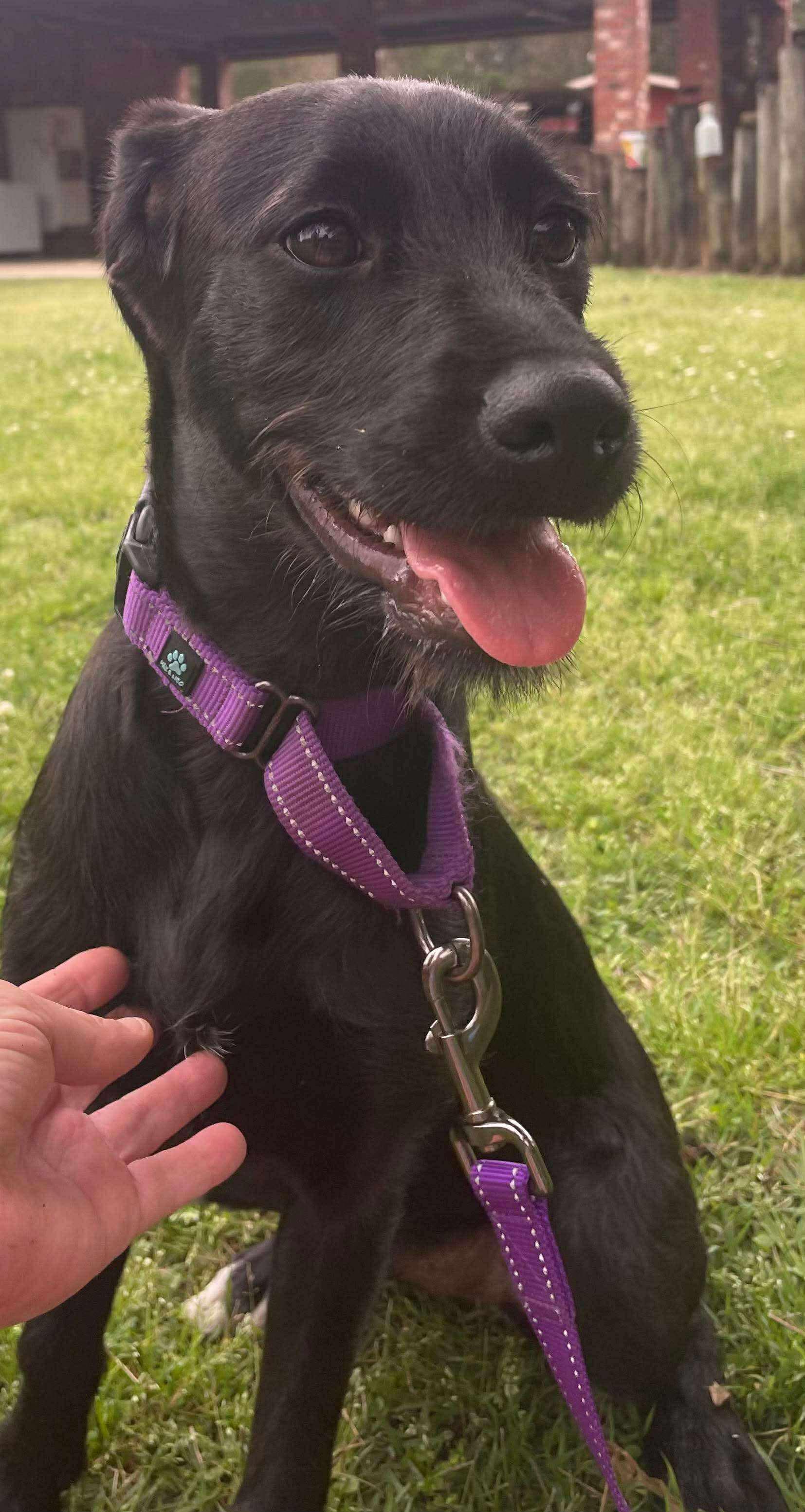 Zya, an adoptable Black Labrador Retriever, Schnoodle in Ocean Springs, MS, 39564 | Photo Image 4