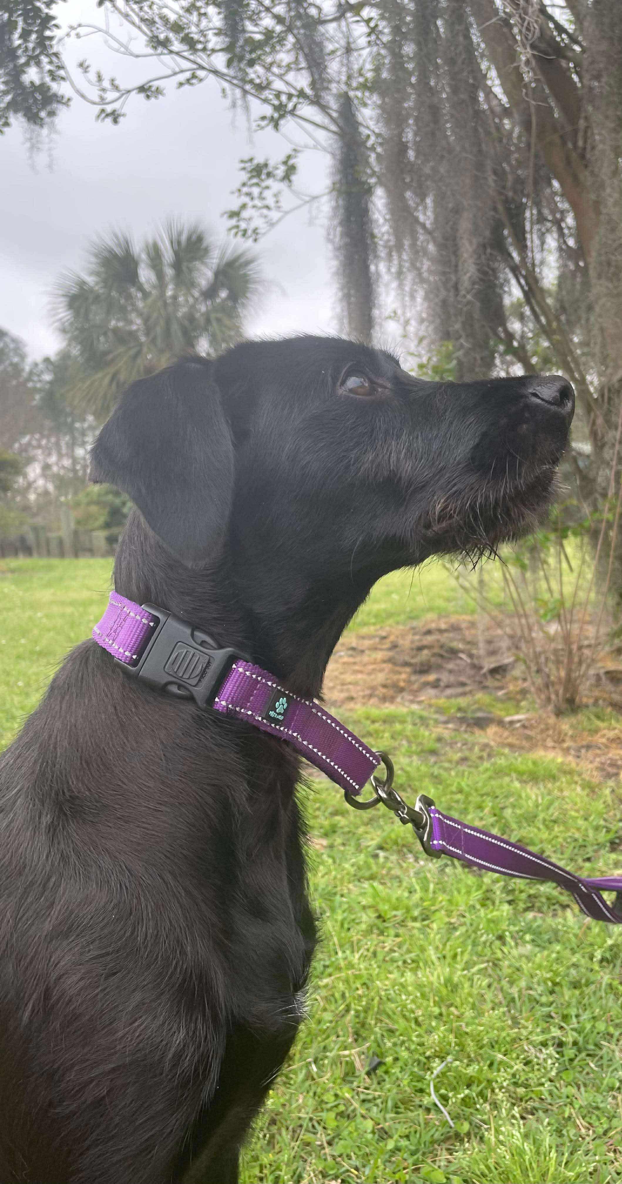 Zya, an adoptable Black Labrador Retriever, Schnoodle in Ocean Springs, MS, 39564 | Photo Image 5