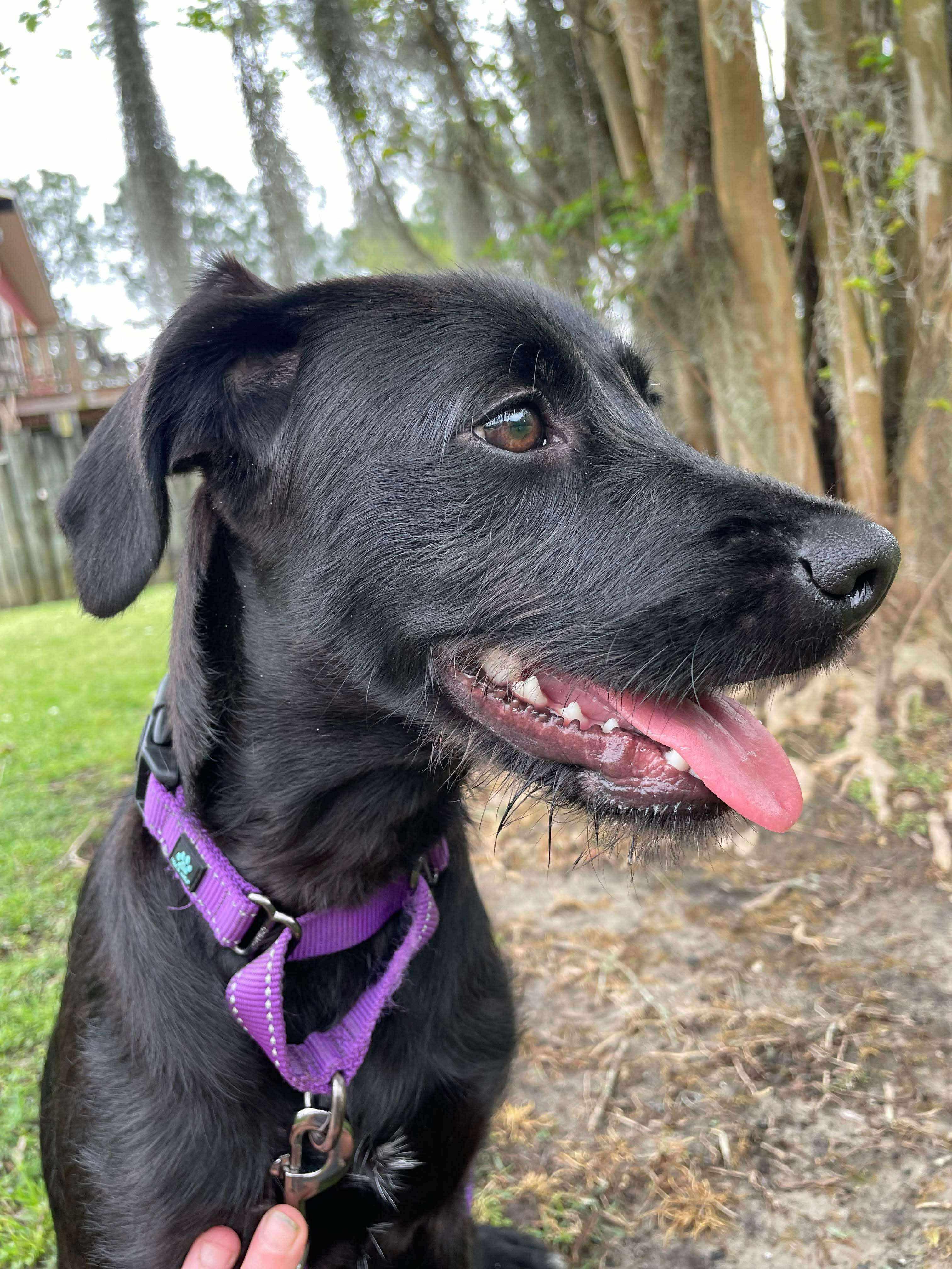 Zya, an adoptable Black Labrador Retriever, Schnoodle in Ocean Springs, MS, 39564 | Photo Image 1