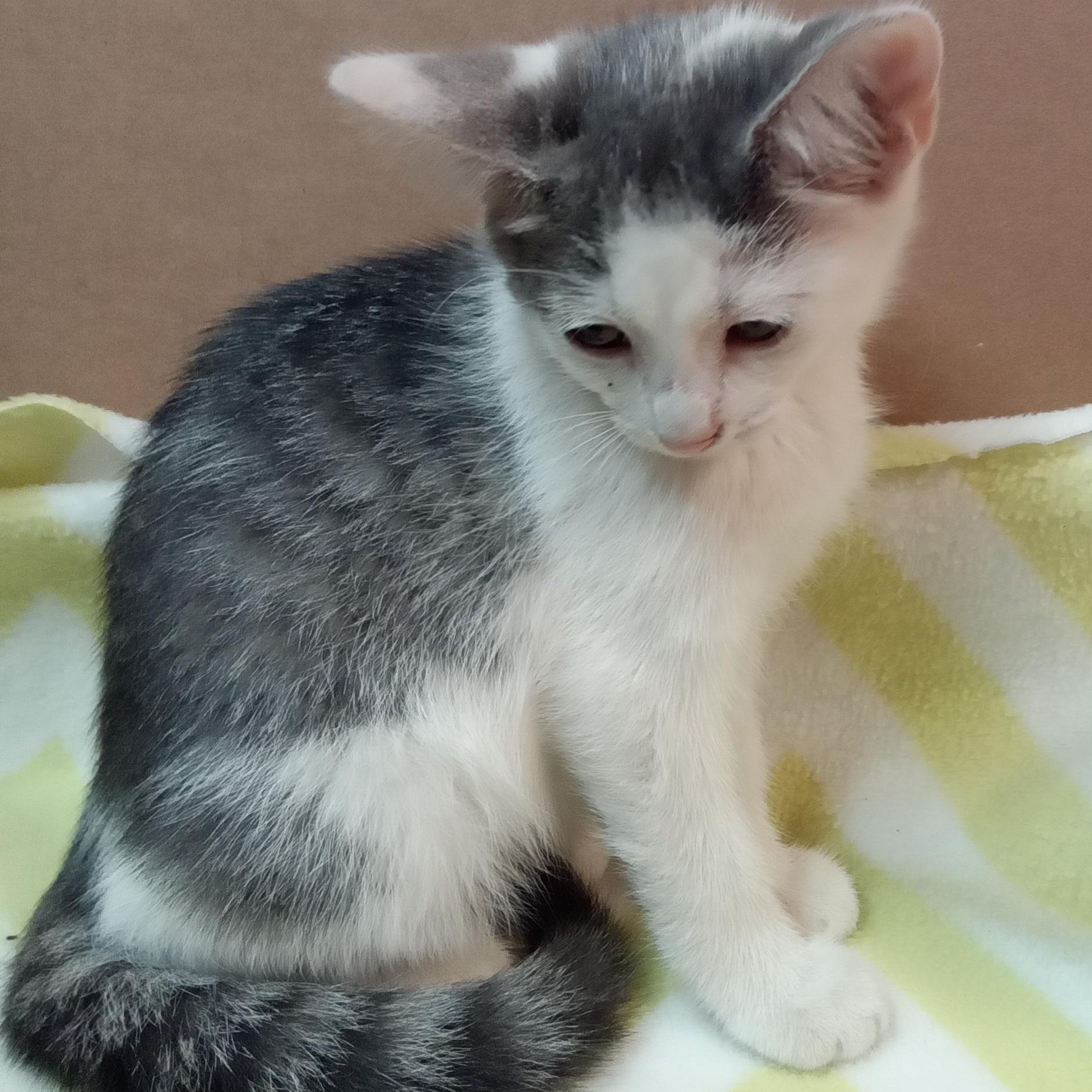 Possum, ADOPTABLE, Kitten Female Domestic Short Hair.