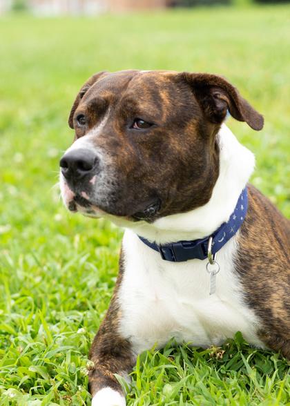Enlarge Calvin, a Adoptable Mixed Breed in Hamilton, OH image 2/4