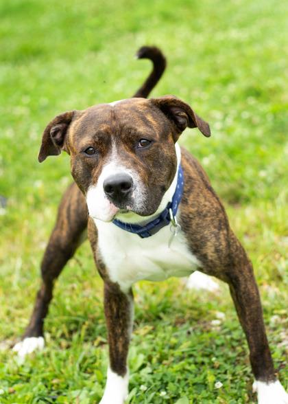 Enlarge Calvin, a Adoptable Mixed Breed in Hamilton, OH image 1/4