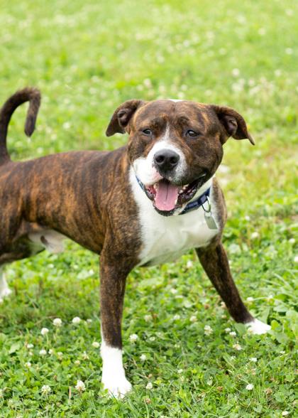 Enlarge Calvin, a Adoptable Mixed Breed in Hamilton, OH image 3/4