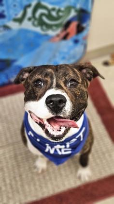 Enlarge Calvin, a Adoptable Mixed Breed in Hamilton, OH image 4/4