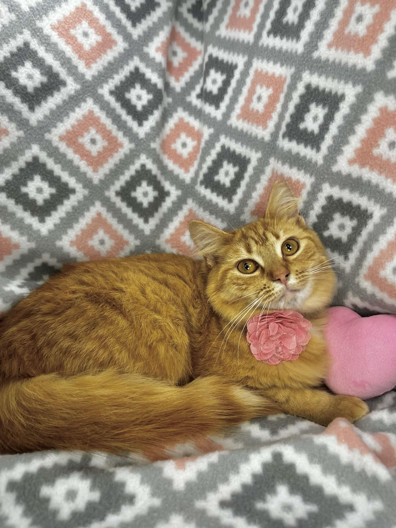 Sarabi , ADOPTABLE, Young Female Domestic Long Hair.