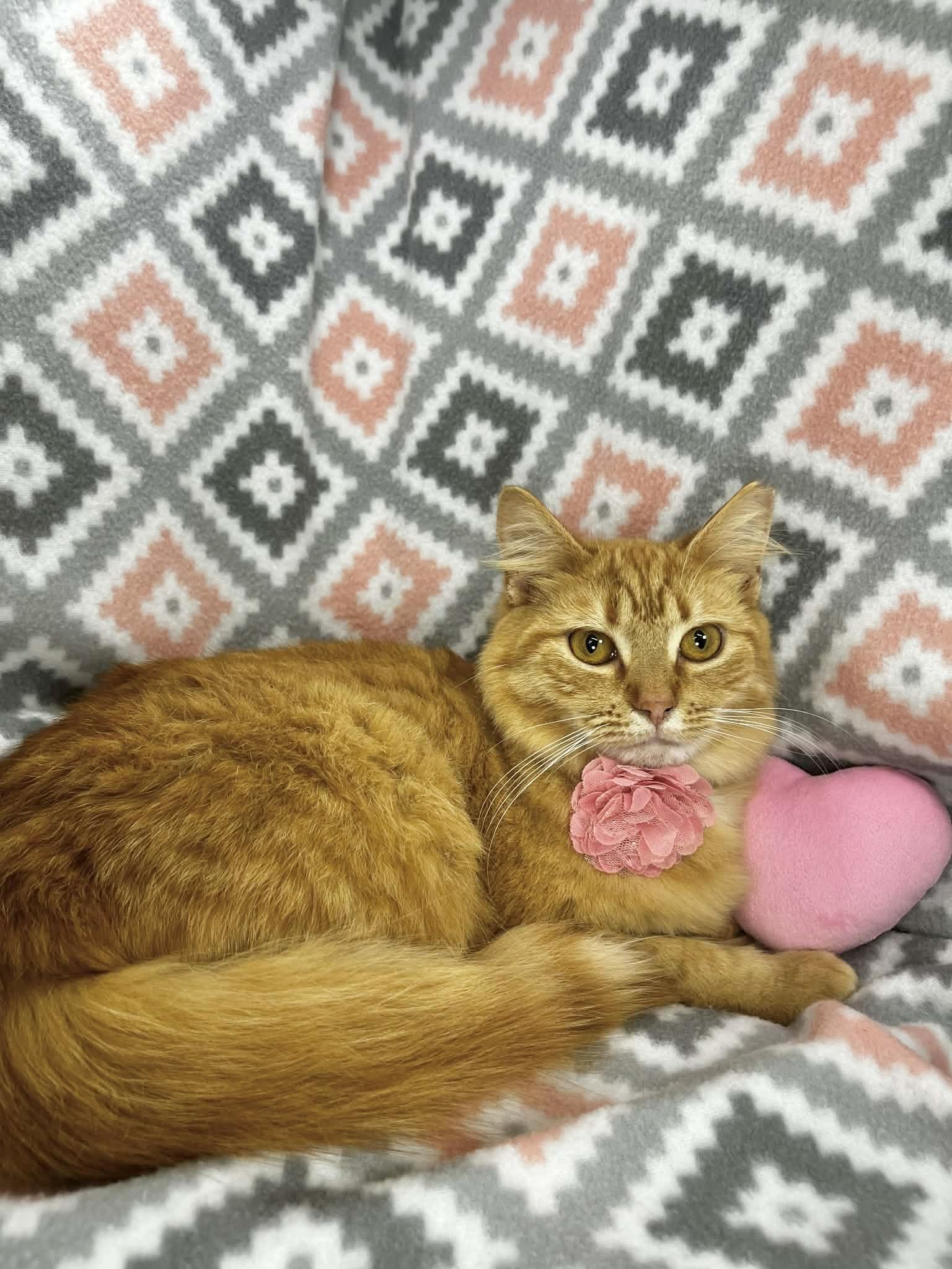 Sarabi , an adopted Domestic Long Hair in Tavares, FL image 2/2