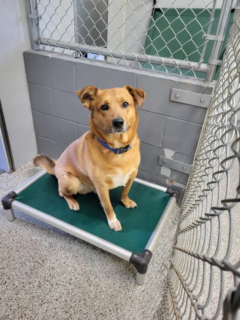 Enlarge Zeus, a Adoptable mixed breed in Medford, WI image 1/1