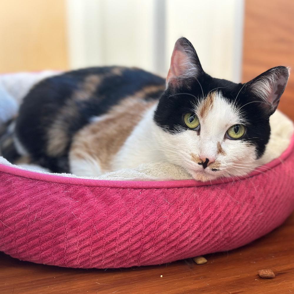 Batya, Adoptable, Adult Female Domestic Short Hair.
