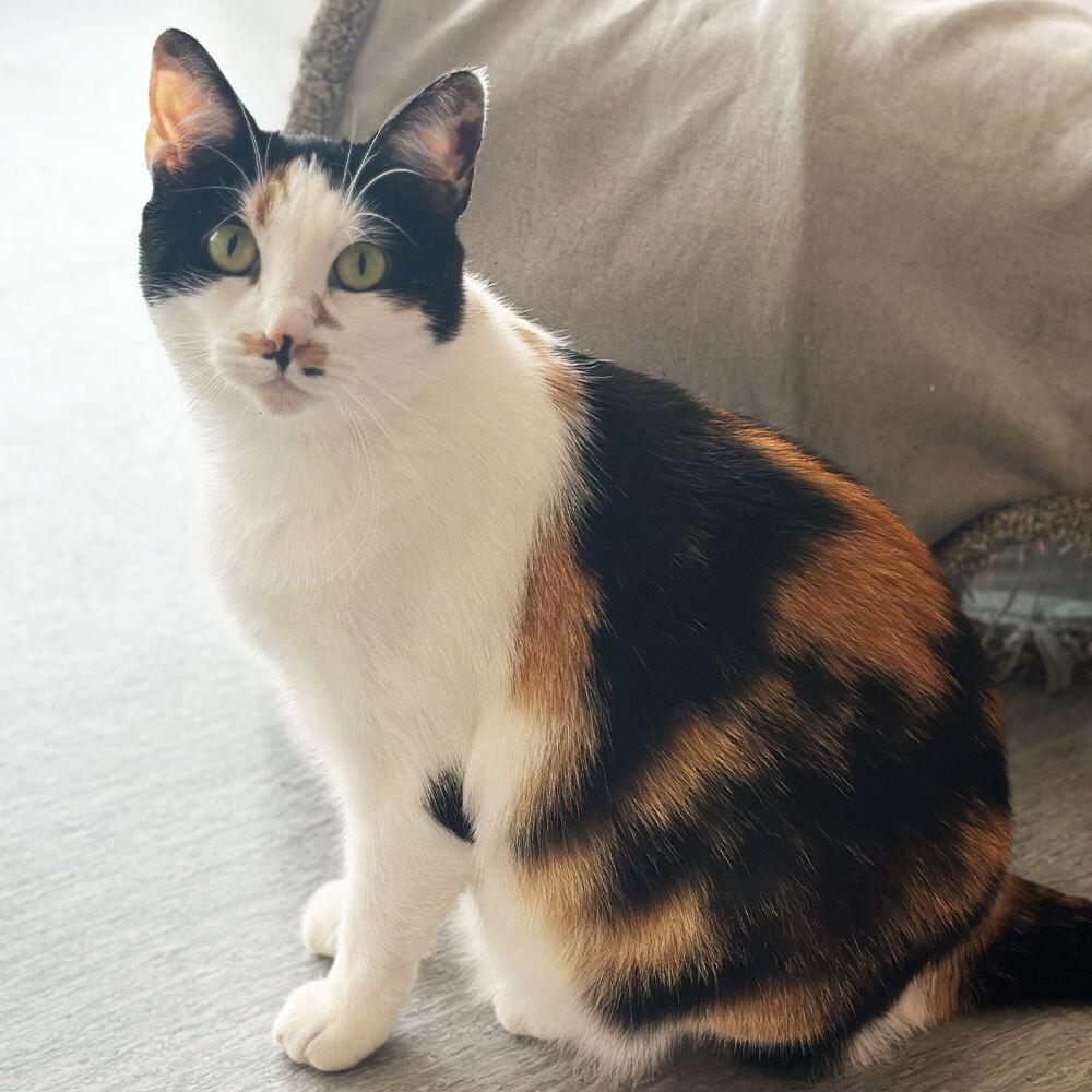 Enlarge Batya, a Adoptable Domestic Short Hair in Port Washington, NY image 2/3
