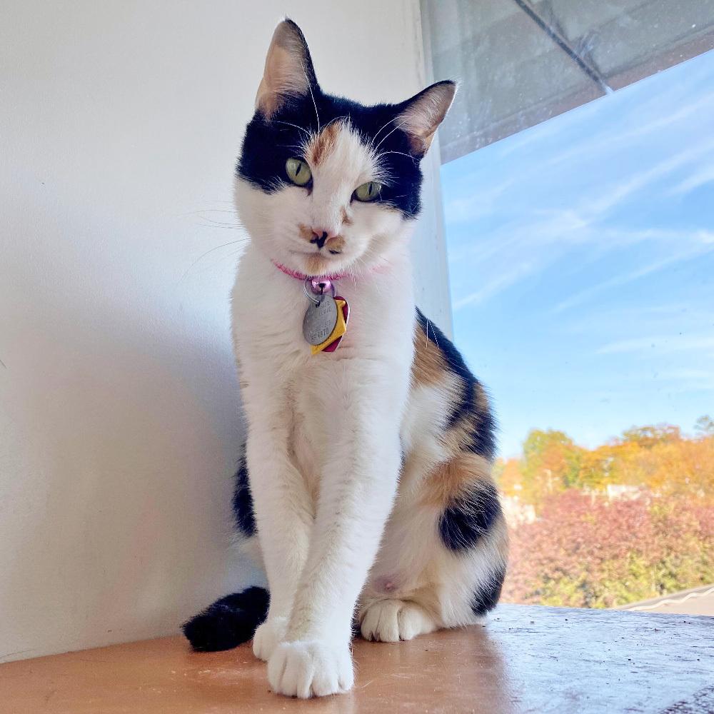 Enlarge Batya, a Adoptable Domestic Short Hair in Port Washington, NY image 3/3