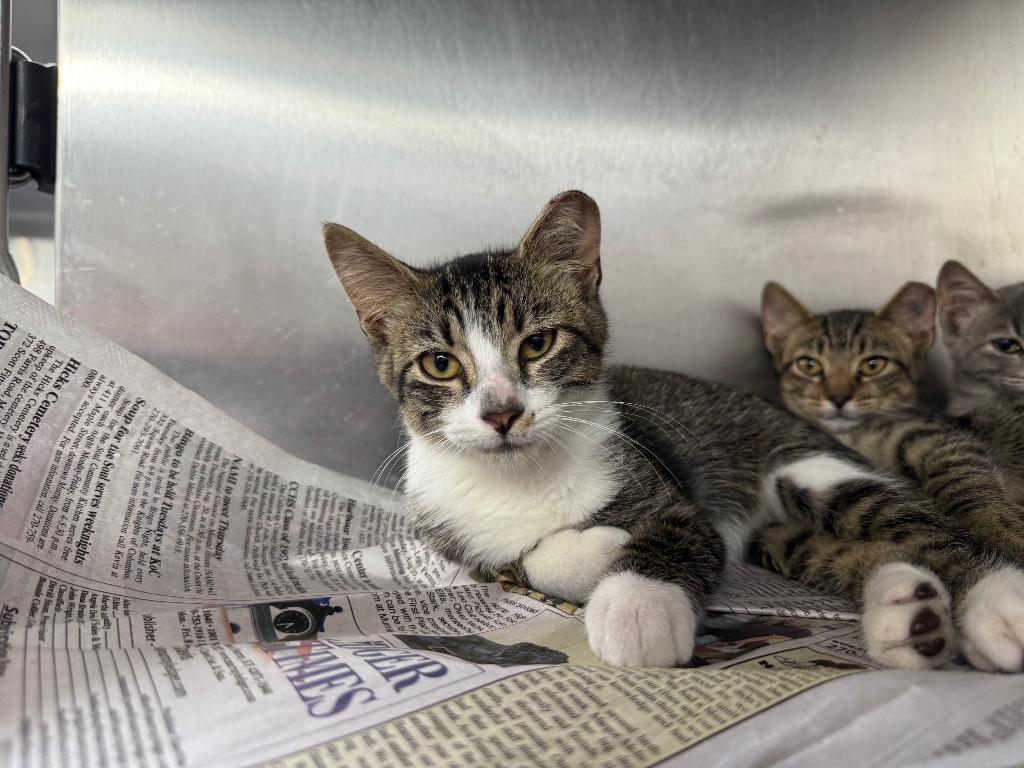 Tiger, Adopted, Kitten Male Domestic Short Hair.