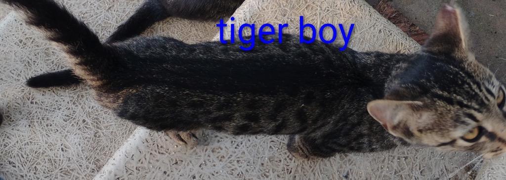 Tiger, a Adopted mixed breed in Murray, KY image 2/3