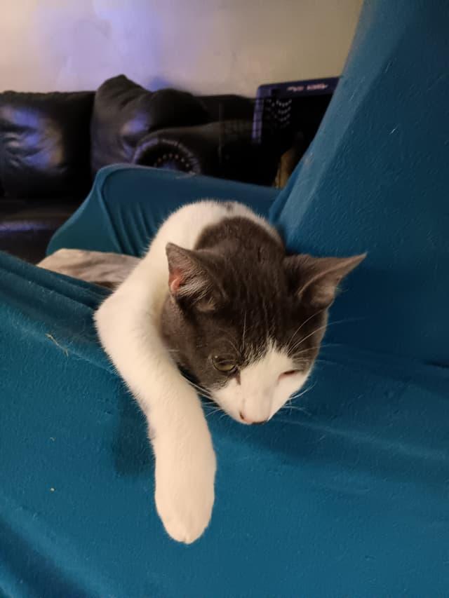 Dakota, Adoptable, Young Male Domestic Short Hair.