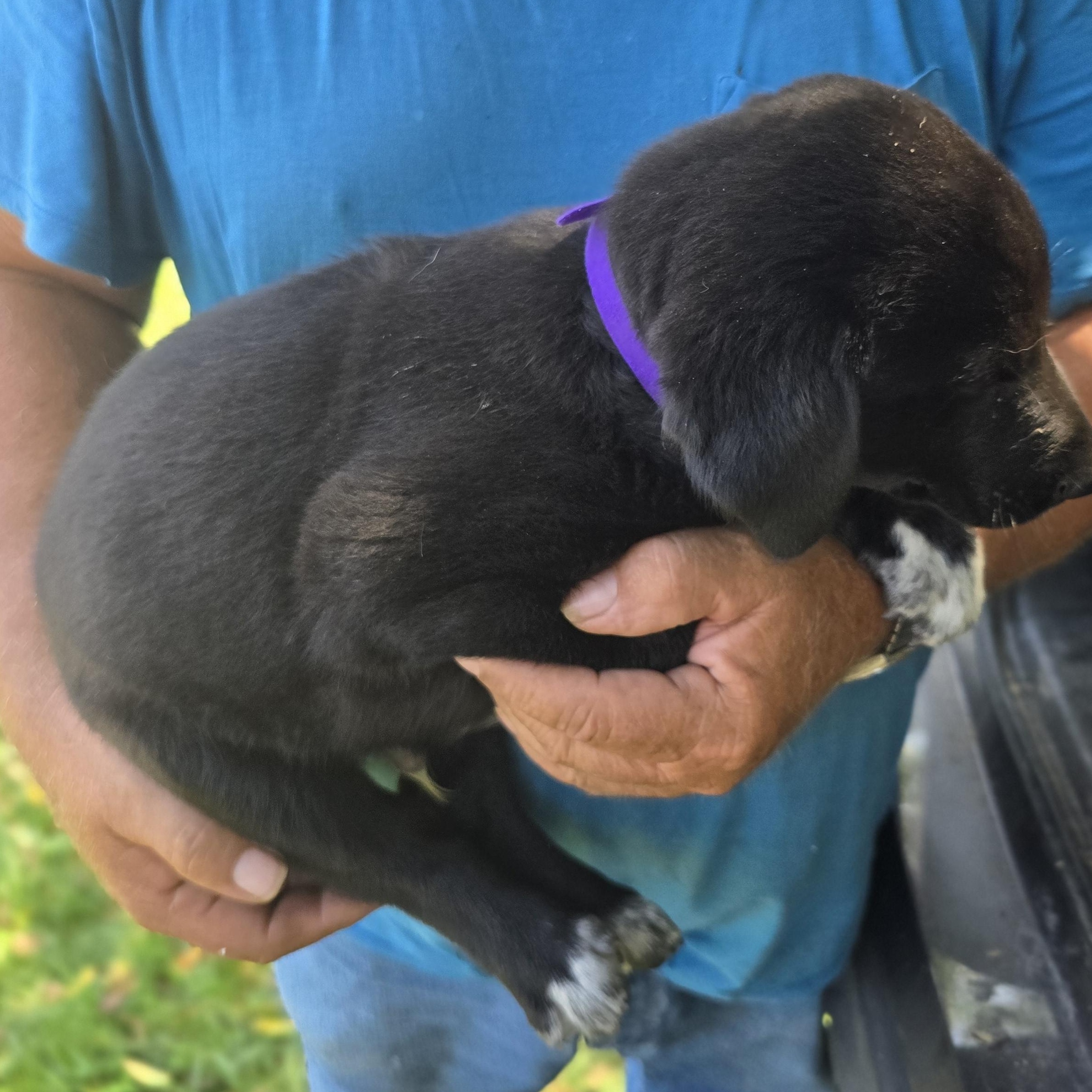 Enlarge Elmo, a ADOPTABLE mixed breed in Zaleski, OH image 2/2