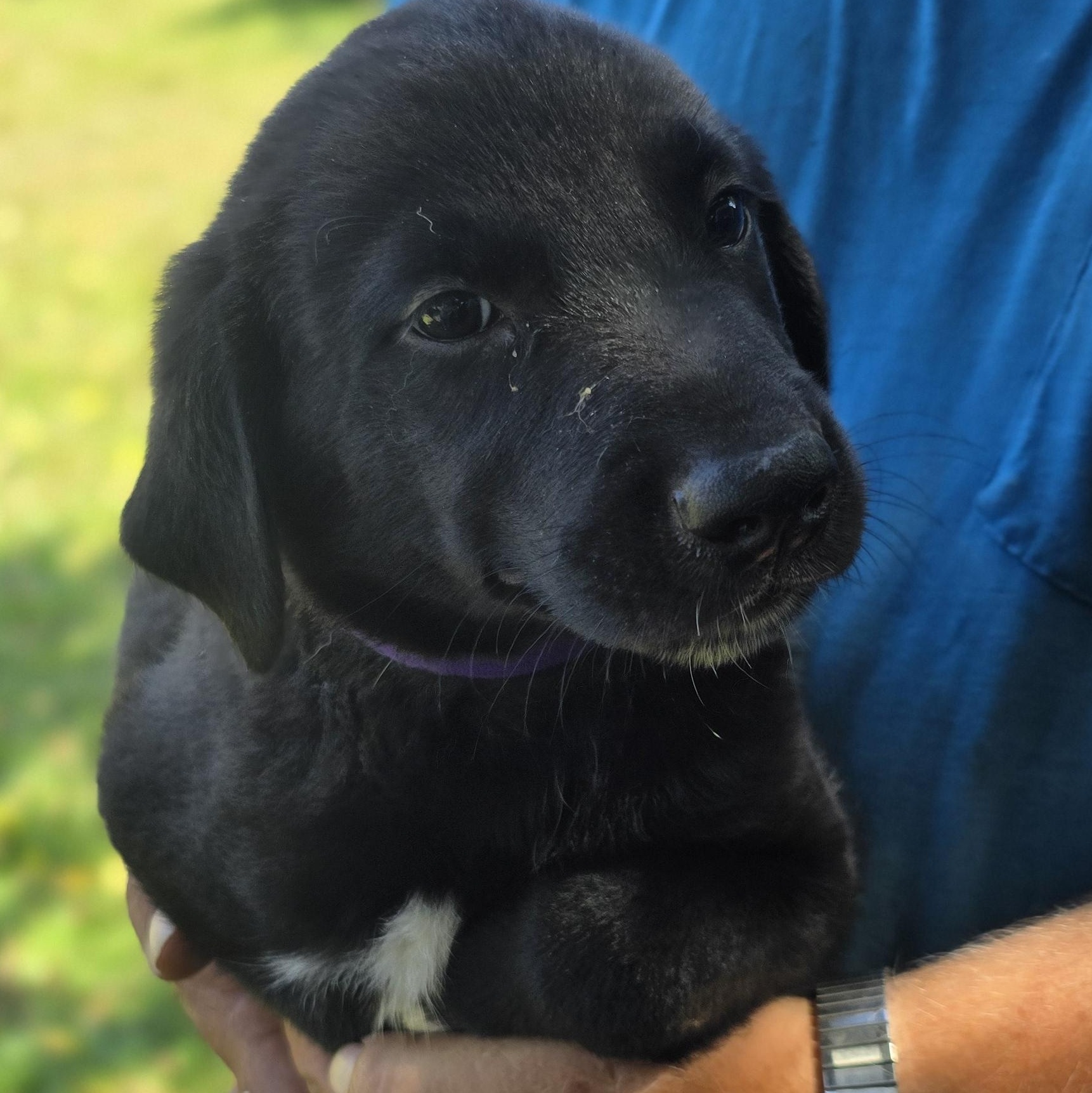 Elmo, ADOPTABLE, Puppy Male Golden Retriever & Labrador Retriever.