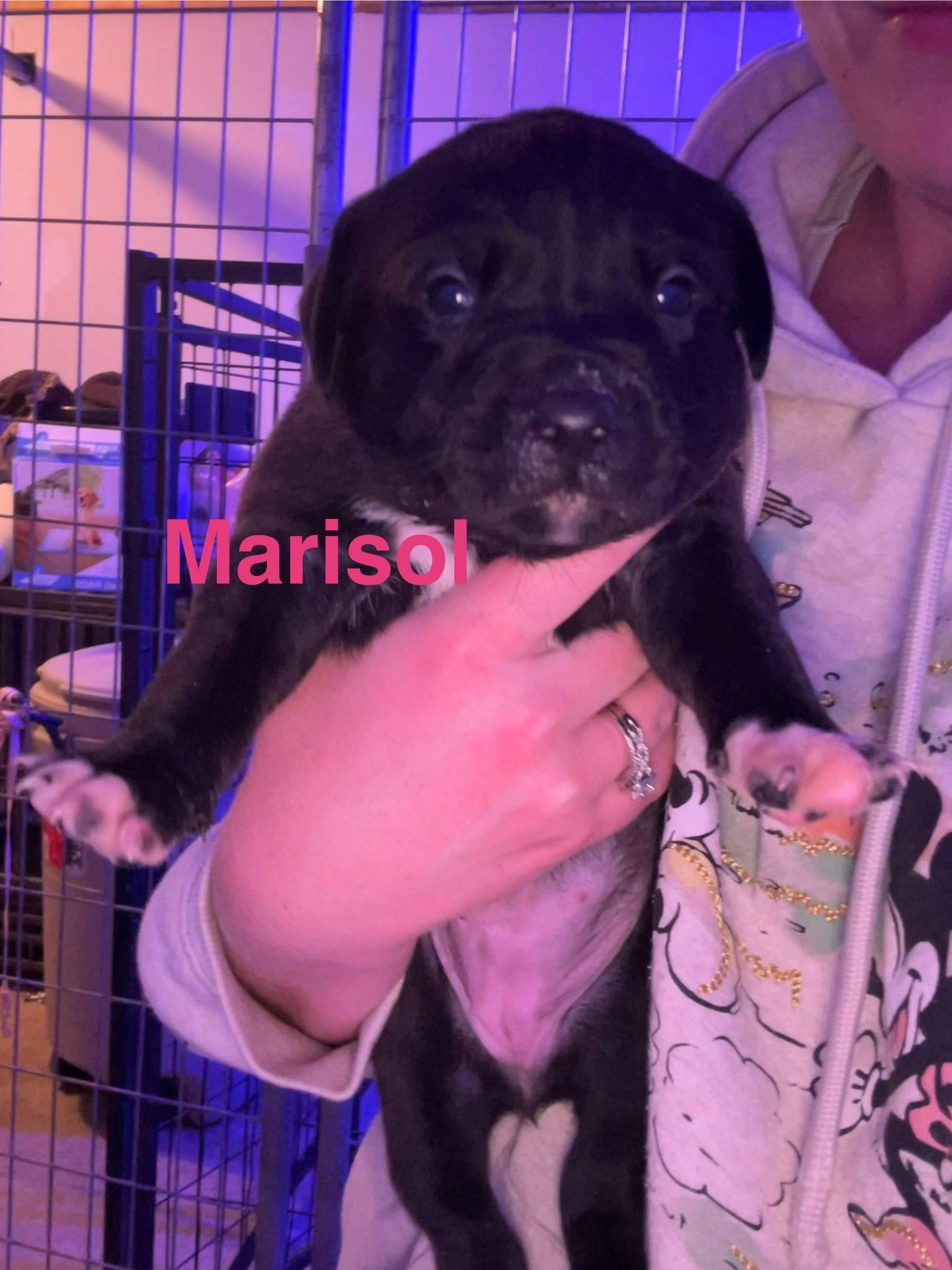 Marisol, Adoptable, Puppy Male Pit Bull Terrier.