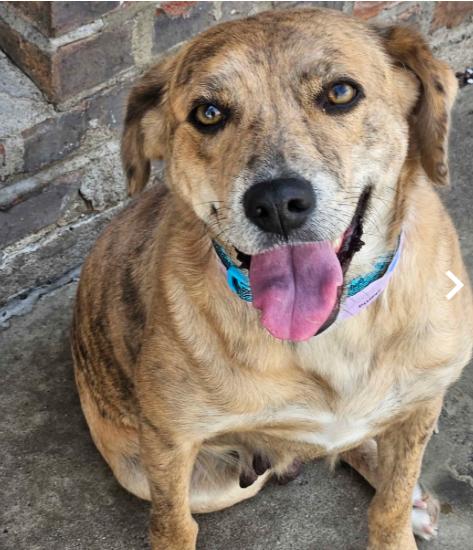 Enlarge Nala, a ADOPTABLE Mixed Breed in Homewood, IL image 1/1