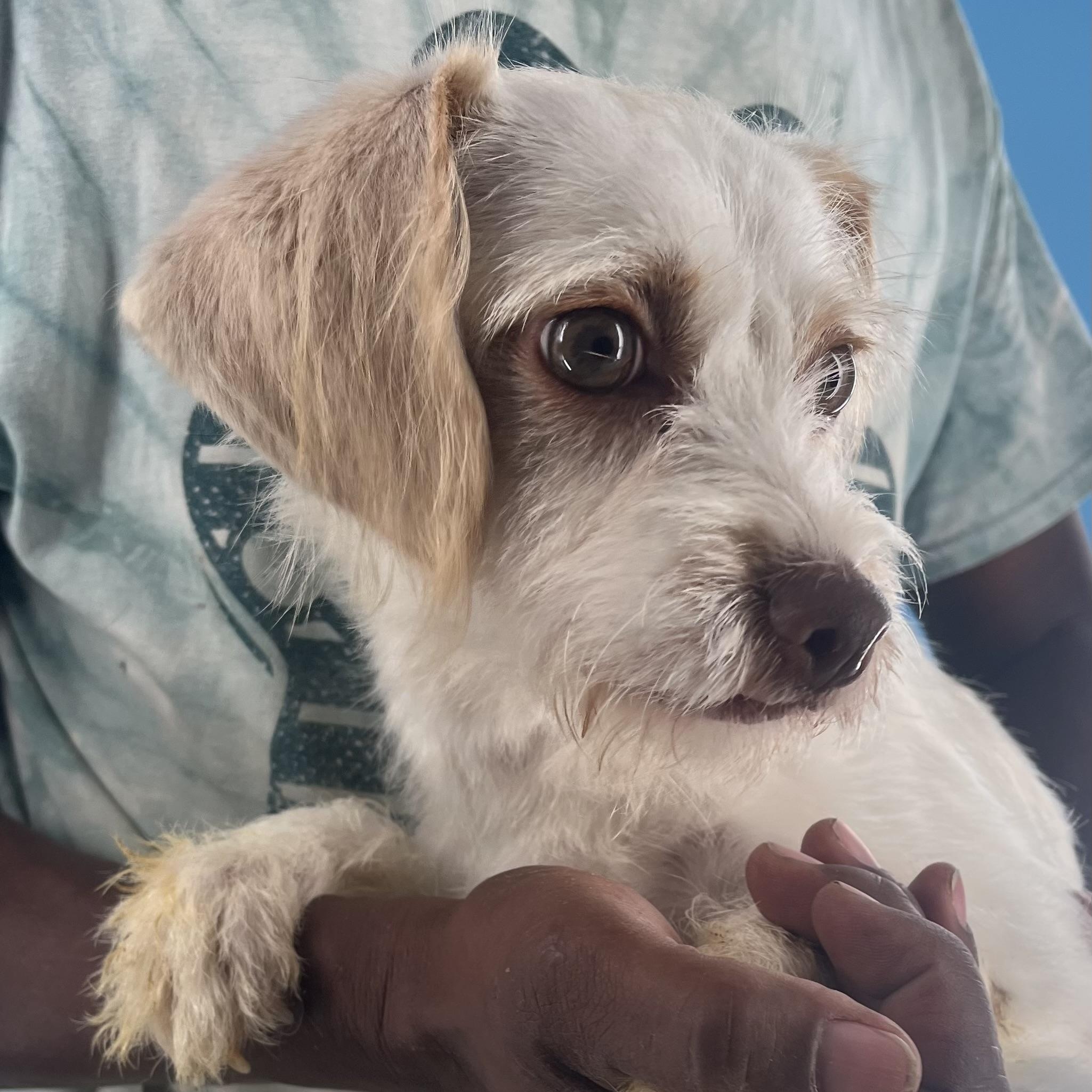 Nori - Local Sept 26-28