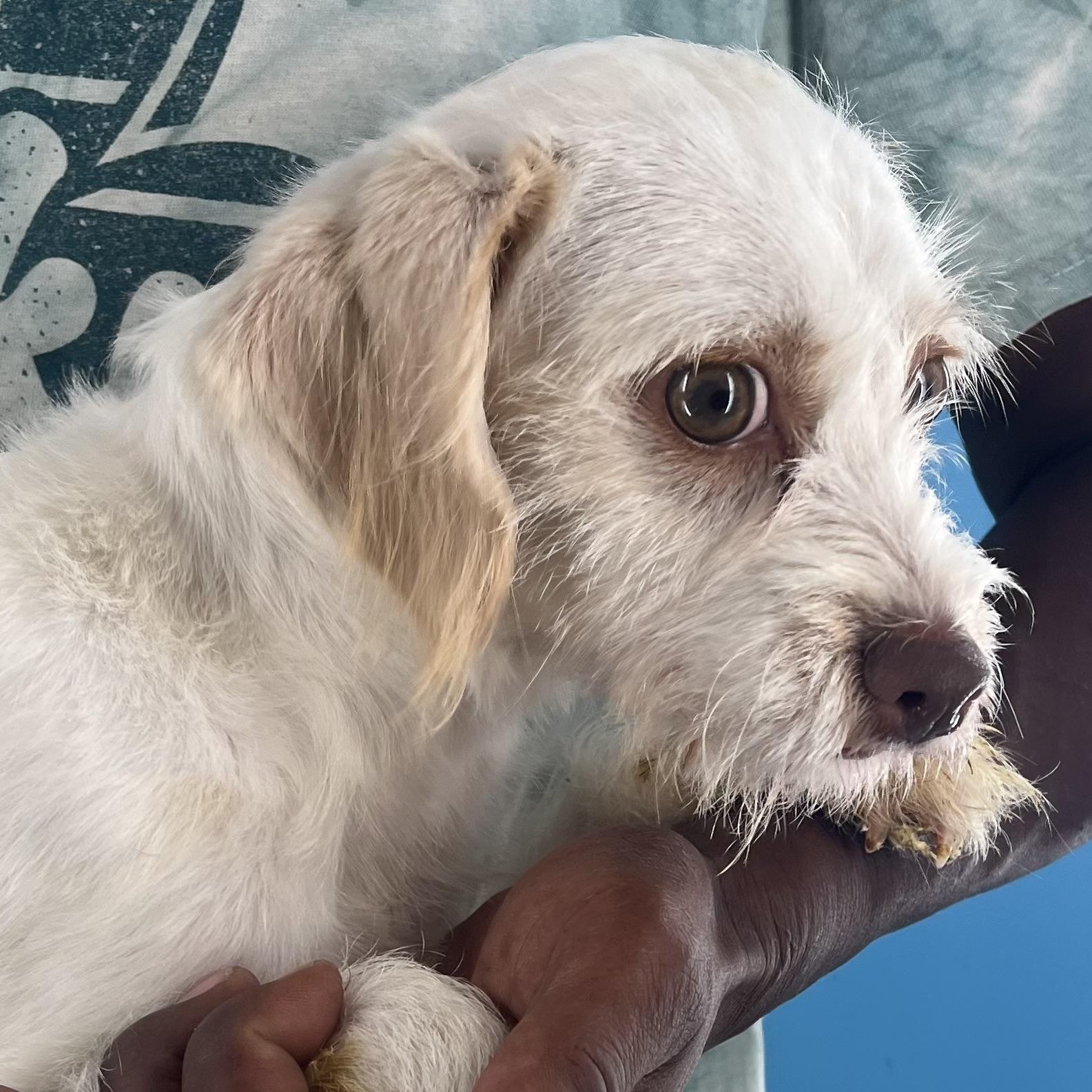 Nori - Local Sept 26-28