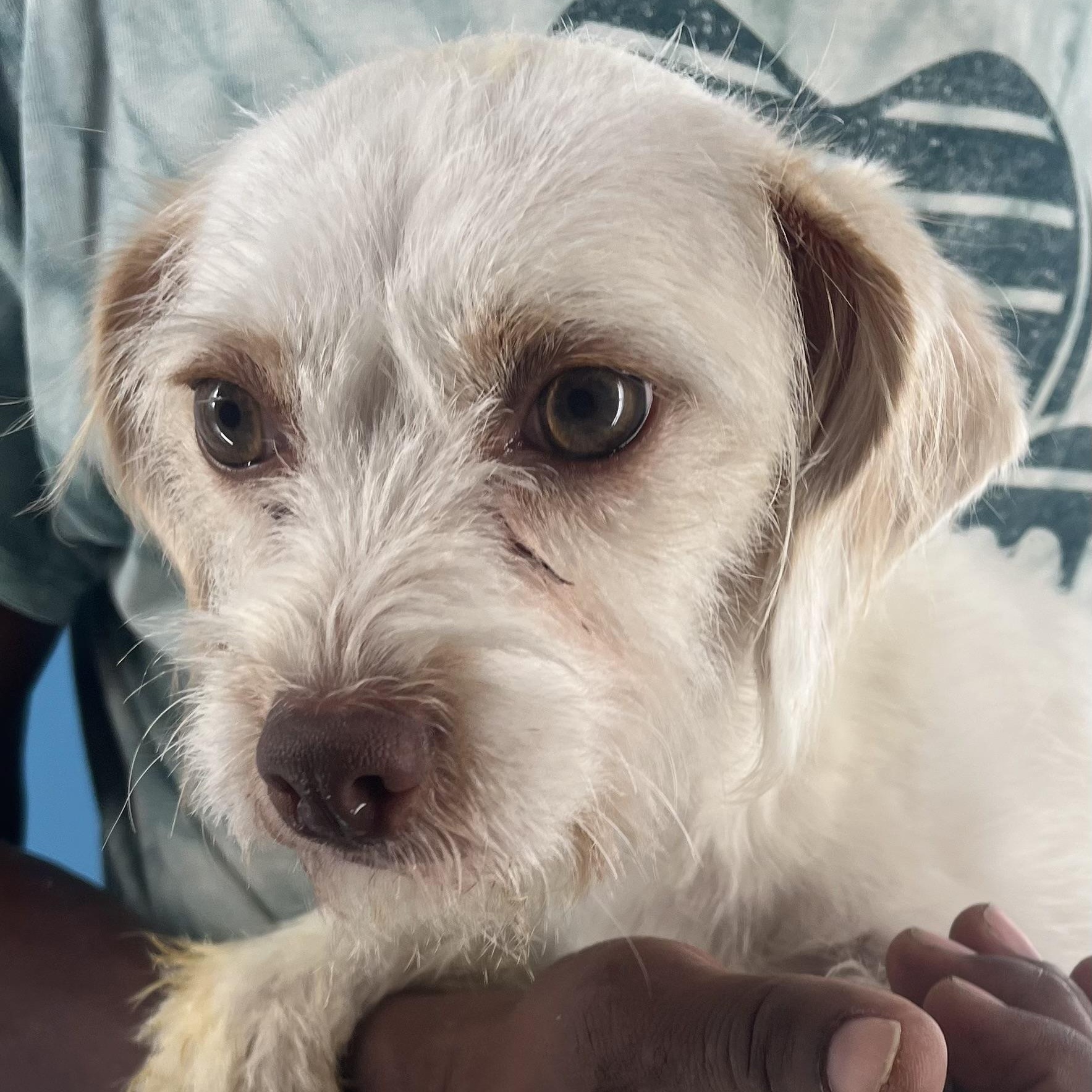 Nori - Local Sept 26-28