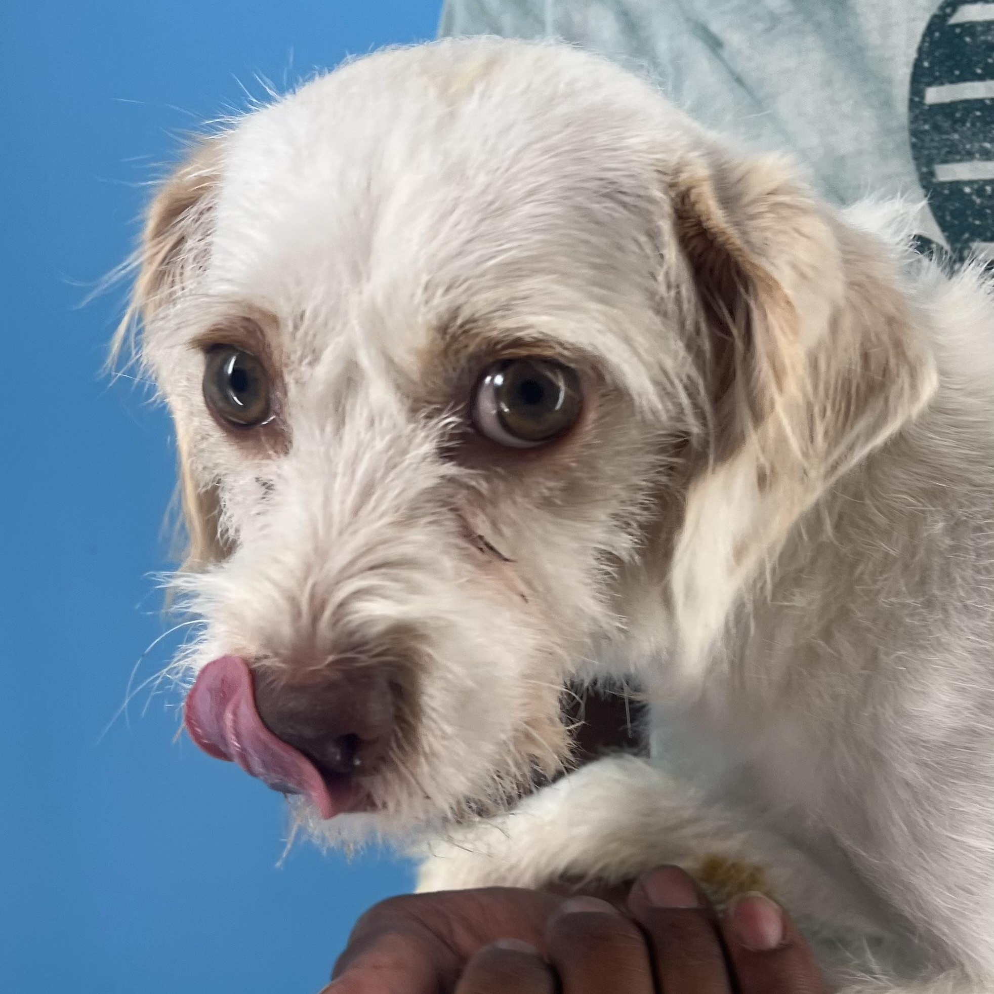 Nori - Local Sept 26-28